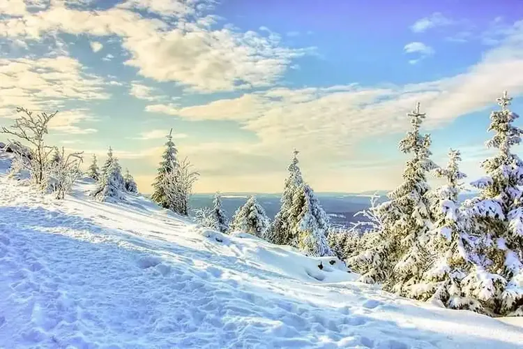 Chat Harz